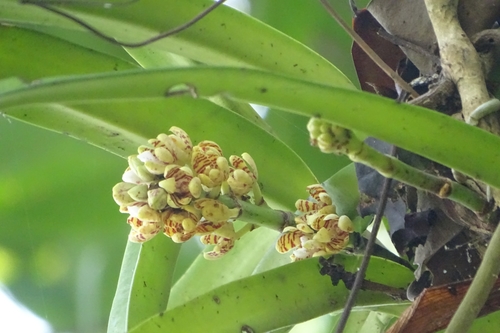 Image of Acampe praemorsa by (c) renjus box, some rights reserved (CC BY)