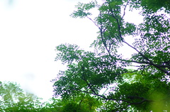 Libidibia sclerocarpa