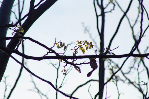 Coulteria platyloba, photograph 5
