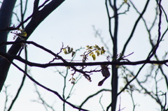 Coulteria platyloba, photograph Carlos Domínguez-Rodríguez, CC BY, iNaturalist via GBIF