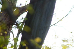 Libidibia sclerocarpa