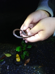 Calamaria pavimentata