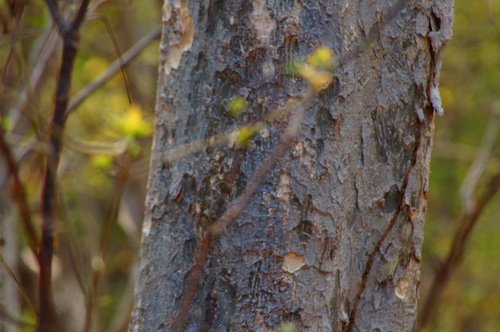 Coulteria platyloba, photograph 6