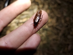 Parcoblatta americana