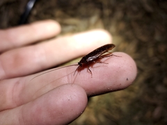 Parcoblatta americana