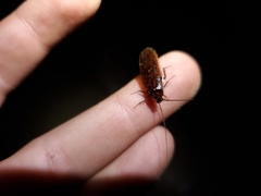 Parcoblatta americana