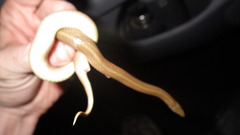 Virginia valeriae elegans