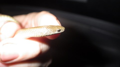 Virginia valeriae elegans