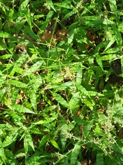 Oplismenus undulatifolius, photograph author not stated, no rights reserved