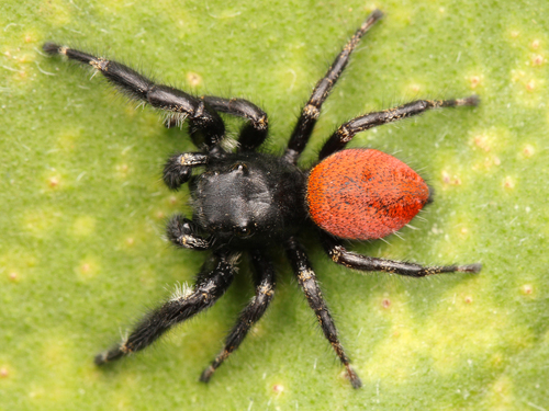 Johnson's Jumping Spider photo 3