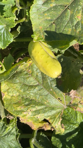 Cucumis sativus observed 2026-09-07