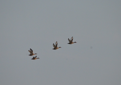 iNaturalist image