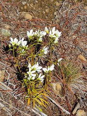 Gentianella stellata
