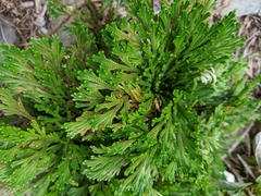 Selaginella tamariscina