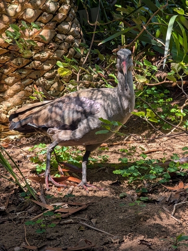 iNaturalist: (c) Matt S., some rights reserved (CC BY-NC), uploaded by Matt S. iNaturalist image