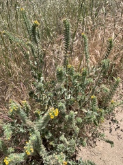 Amsinckia menziesii