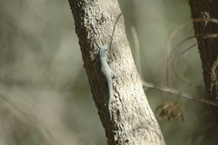Phelsuma mutabilis