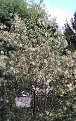 Robinia pseudoacacia