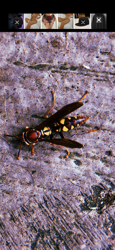 Variegated Paper Wasp