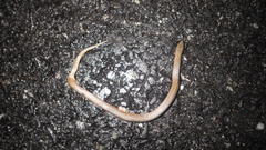 Virginia valeriae elegans