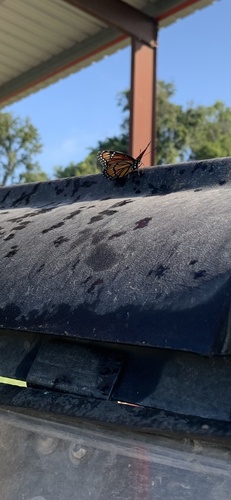Viceroy