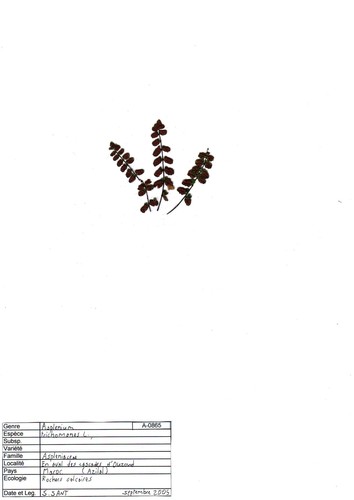 Asplenium trichomanes subsp. inexpectans image