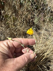 Eschscholzia caespitosa, photograph (c) Rob Santry, some rights reserved (CC BY)