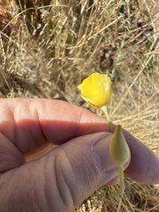 Eschscholzia caespitosa, photograph (c) Rob Santry, some rights reserved (CC BY)