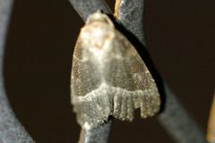Ogdoconta altura