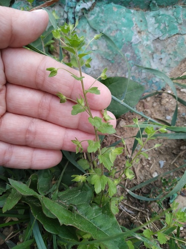 Наблюдение на iNaturalist