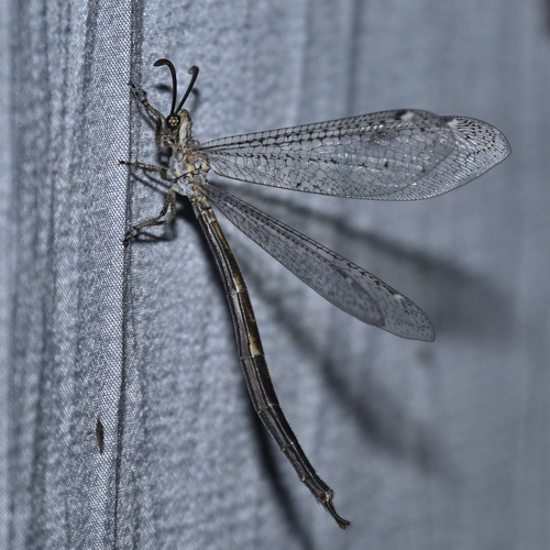Clathroneuria coquilletti