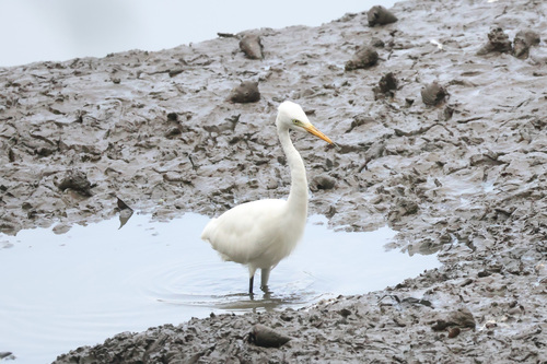 iNaturalist image