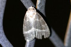 Ogdoconta altura