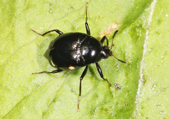Scaphidium