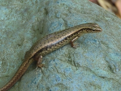 Sphenomorphus indicus