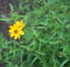 Wedelia acapulcensis