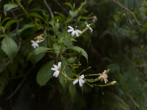 Scaevola gaudichaudiana observed 2026-01-10