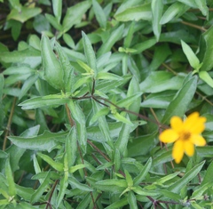 Wedelia acapulcensis
