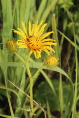Berkheya speciosa