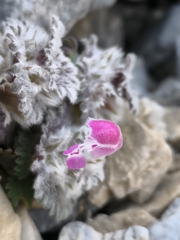 Lamium eriocephalum, photograph (c) Umut Nuri Erdoğan, some rights reserved (CC BY)