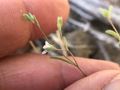 Hesperolinon disjunctum