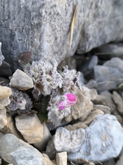 Lamium eriocephalum, photograph (c) Umut Nuri Erdoğan, some rights reserved (CC BY)