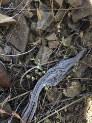 Hesperolinon disjunctum