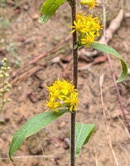 Solidago hispida, photograph author not stated, no rights reserved