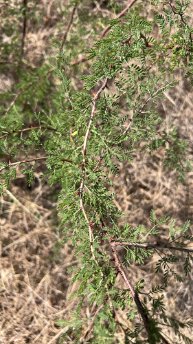 pink mimosa