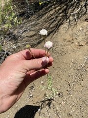 Chaenactis artemisiifolia