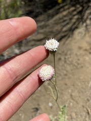 Chaenactis artemisiifolia
