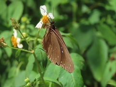 Euploea sylvester swinhoei