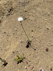 Chaenactis artemisiifolia