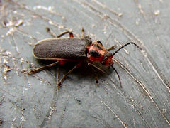 Atalantycha bilineata